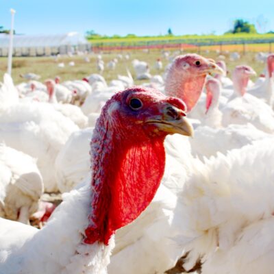 Organic Thanksgiving Turkeys