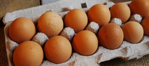 organic eggs header