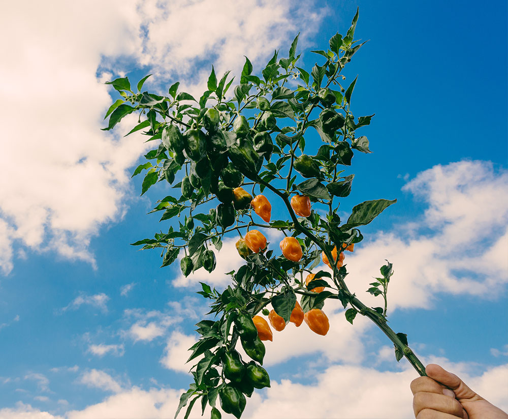 Order Lancaster Farm Fresh Cooperative Local Organic Beauregard