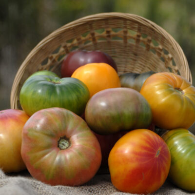 Organic Mixed Heirloom Tomatoes - 10lbs