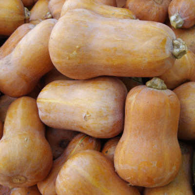 Organic Honeynut Squash - 15 lbs